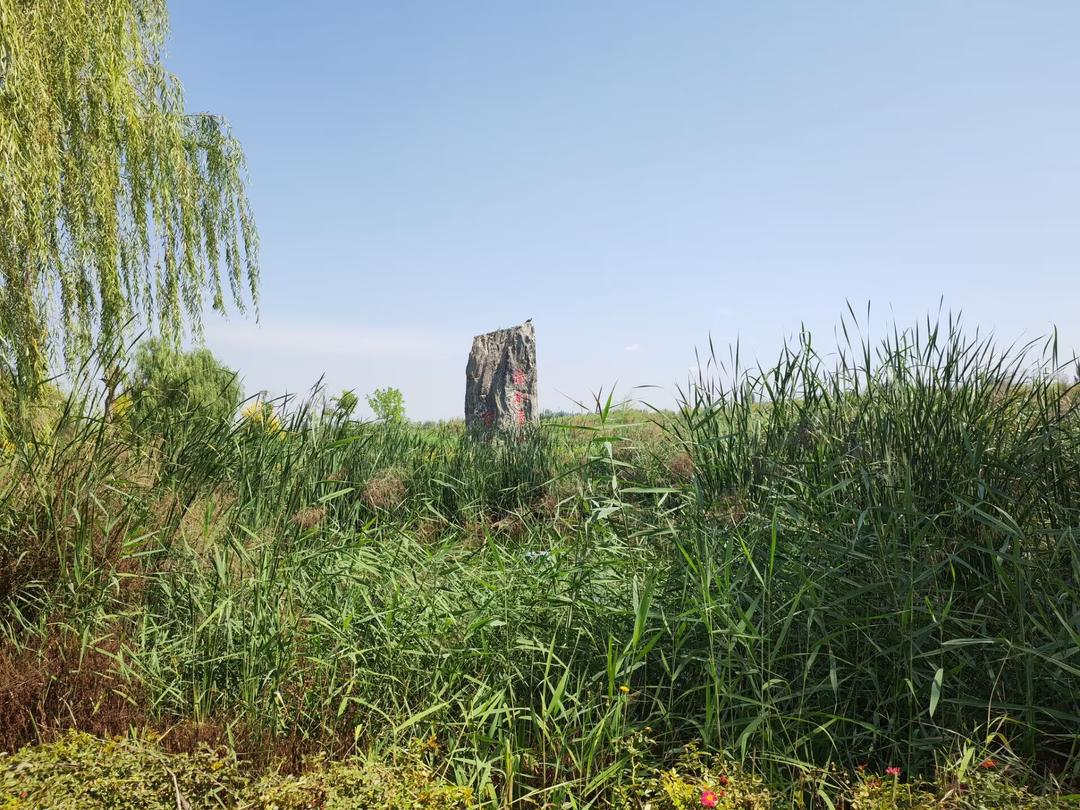 宁夏吴忠市古城湾湿地.jpeg